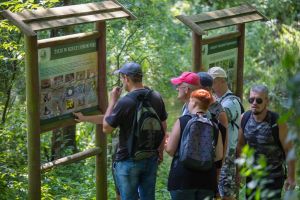 Grupa turystów patrzy na tablice edukacyjne w lesie.