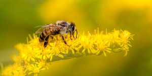 Pszczoła siedzi na żółtym kwiatku.