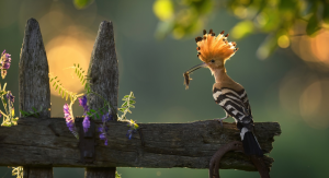 Ptak dudek z owadem w dziobie siedzi na płocie porośniętym fioletowym pnączem.