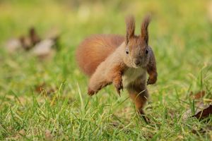 Ruda wiewiórka na trawie.