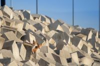 Dwa liski na betonowych klockach.