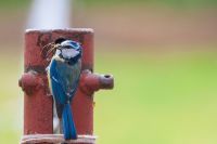 Kolorowy ptak z pająkiem w dziubku.