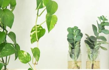 Rośliny domowe w słoiczkach z wodą.