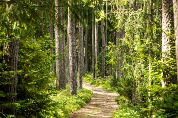 Leśna droga wśród drzew.