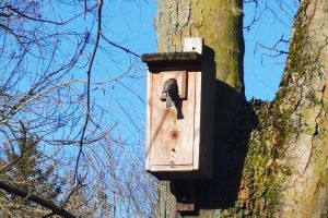 Ptak w budce lęgowej.