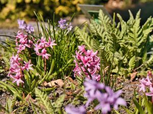 Kwitnące hiacynty na rabatach w parku.