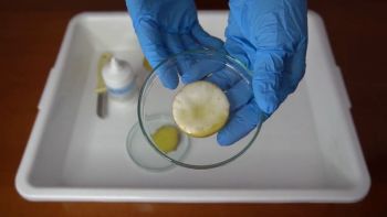 Zbliżenie na dłonie w rękawiczkach i szalki Petriego do doświadczeń.