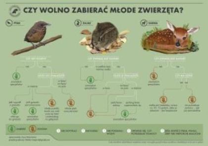 Grafika informacyjna Czy wolno zabierać młode zwierzęta?