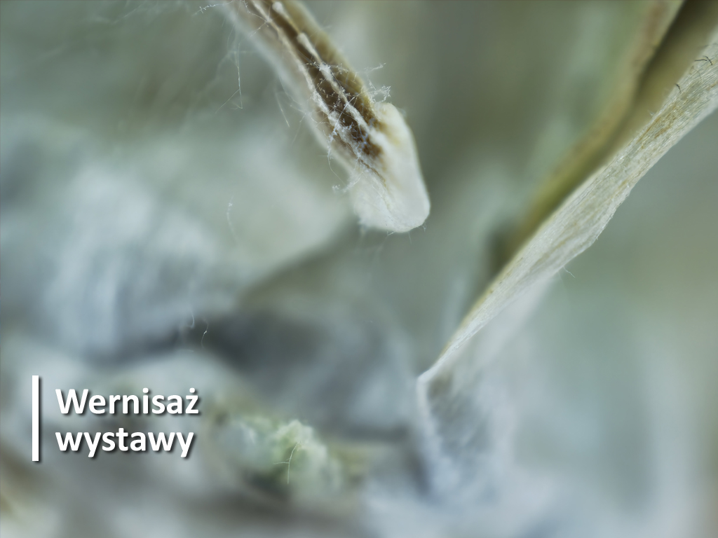 Roślina w przybliżeniu mikroskopowym.