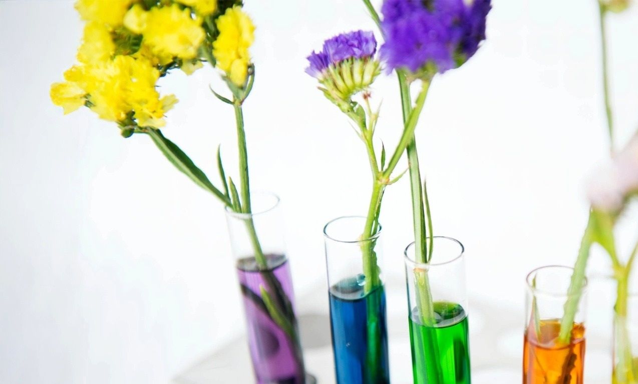 Kwiaty wstawione do probówek z płynem w różnych kolorach.