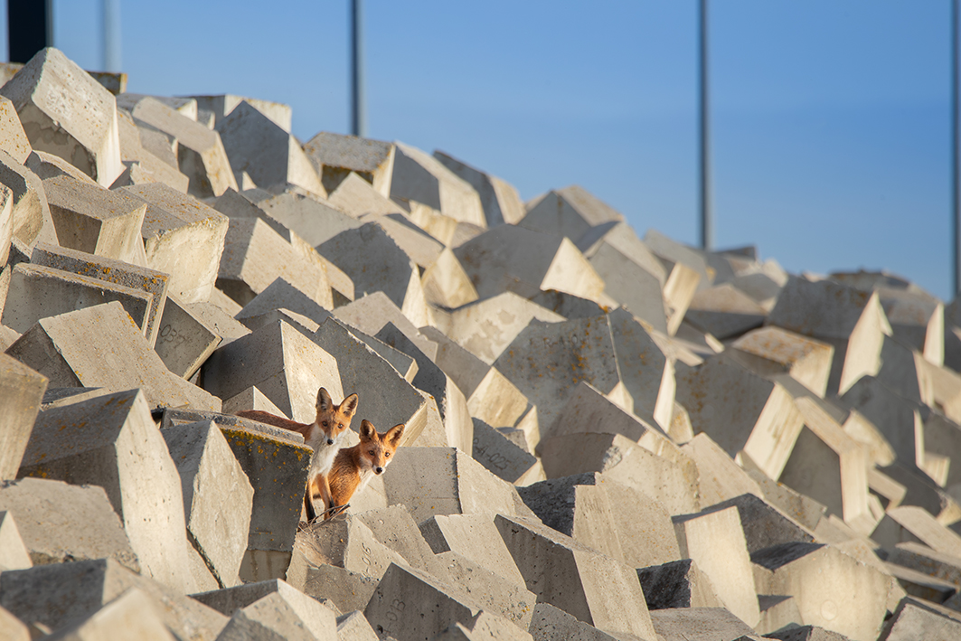 Dwa liski na betonowych klockach.