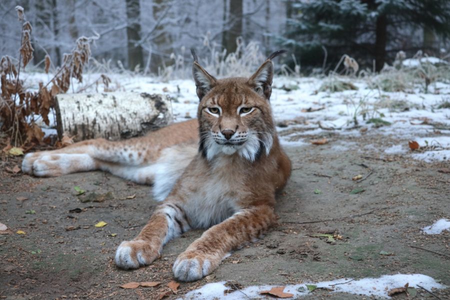Ryś w scenerii jesienno-zimowego lasu.