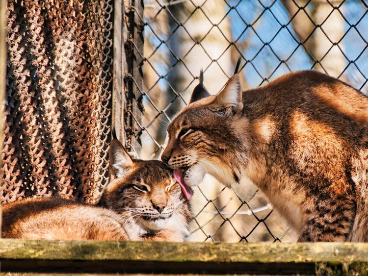 Dwa rysie na tle sitki ogrodzenia. 