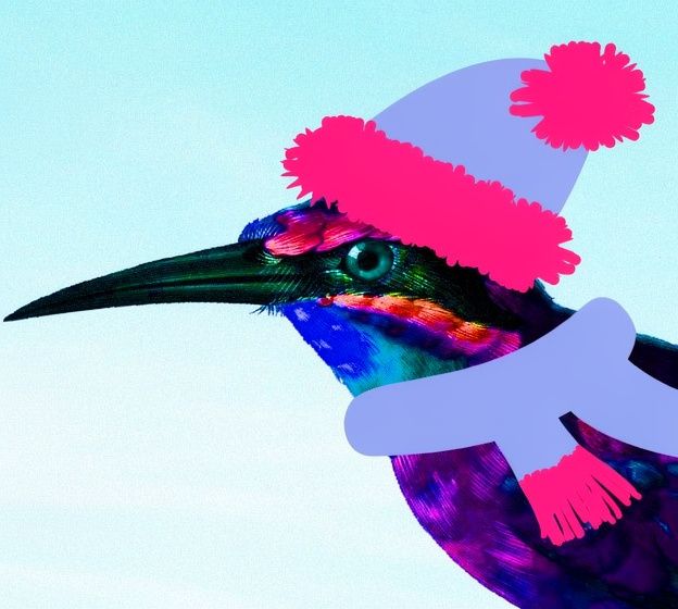 Ptak z czapce i szaliku.