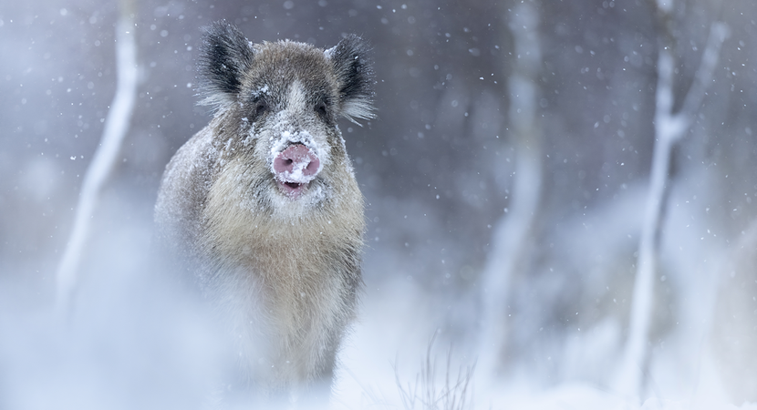 Dzik obsypany śniegiem stoi wśród traw w zimowym krajobrazie.