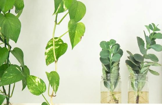 Rośliny domowe w słoiczkach z wodą.