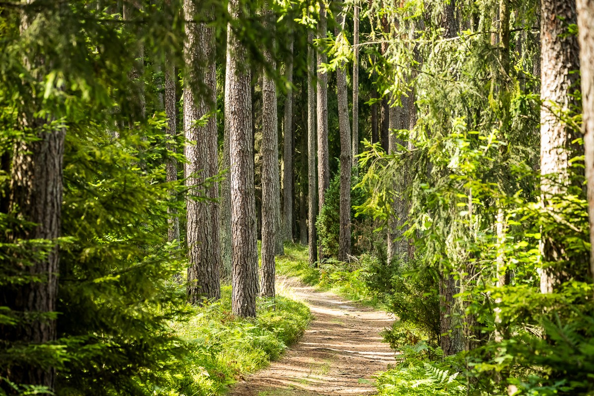 Droga leśna wśród drzew.