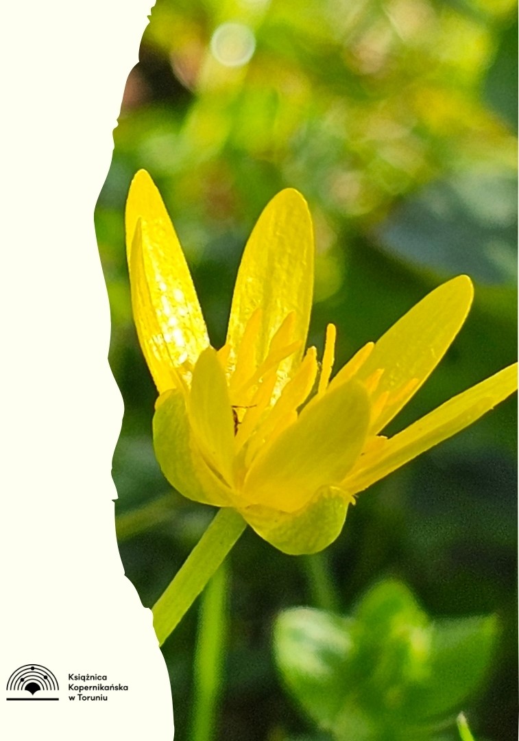 Plakat promujący wydarzenie z motywem żółtego kwiatka.