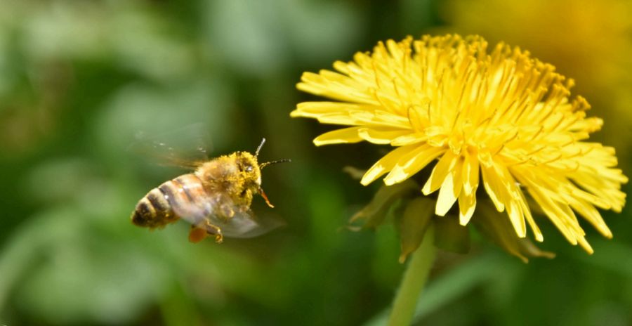Zbliżenie na pszczołę i kwiat na łące.