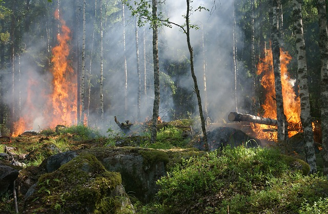 Pożar lasu. Obraz Ylvers z Pixabay