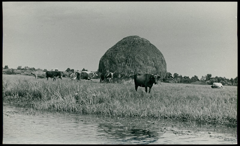 Krajobraz poleski nad Piną, lata 30., fot. H. Poddębski, BN