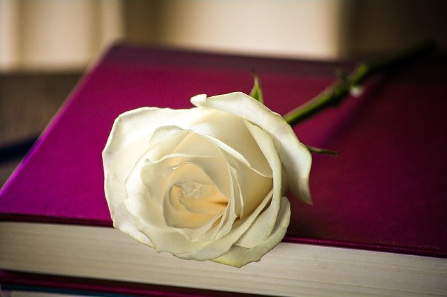 Róża leżąca na książce