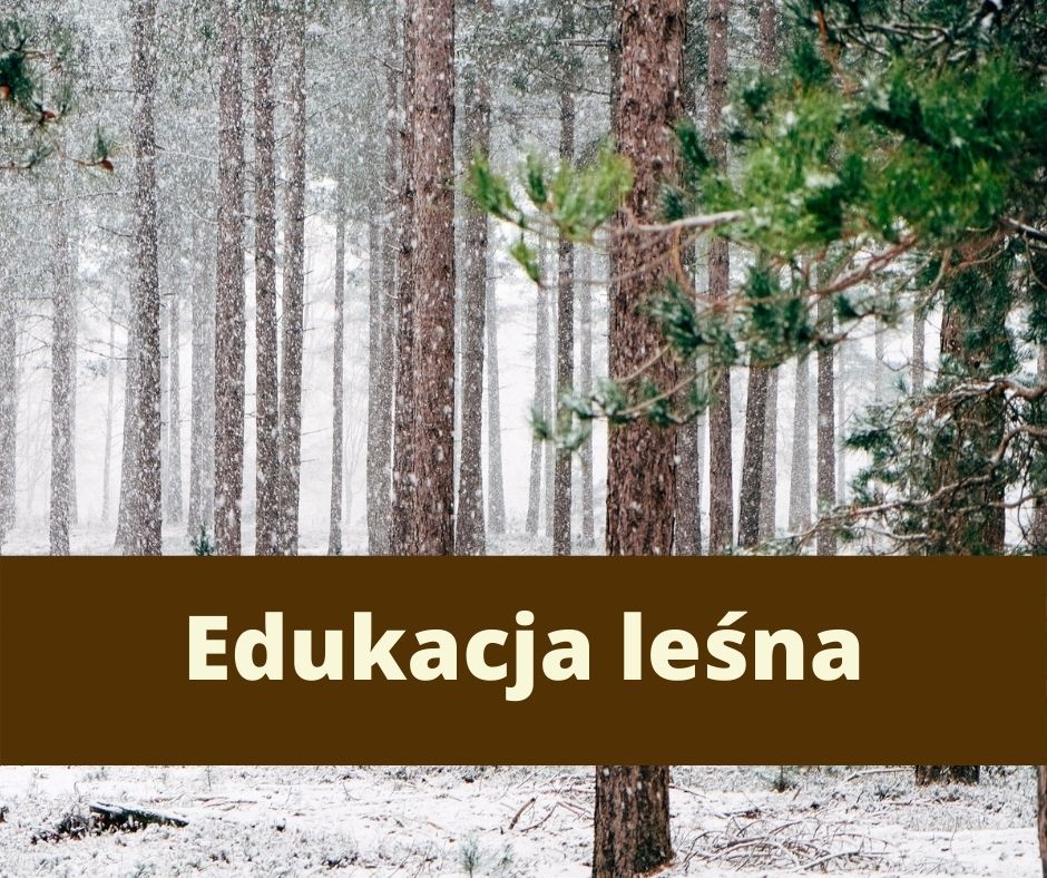 edukacja leśna