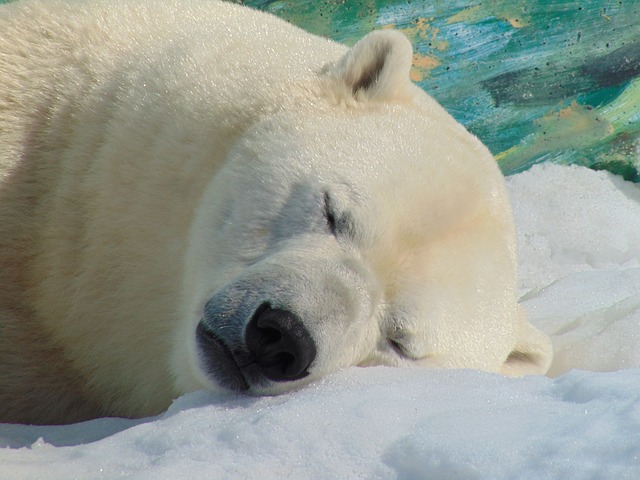 Niedźwiedź polarny śpi na śniegu