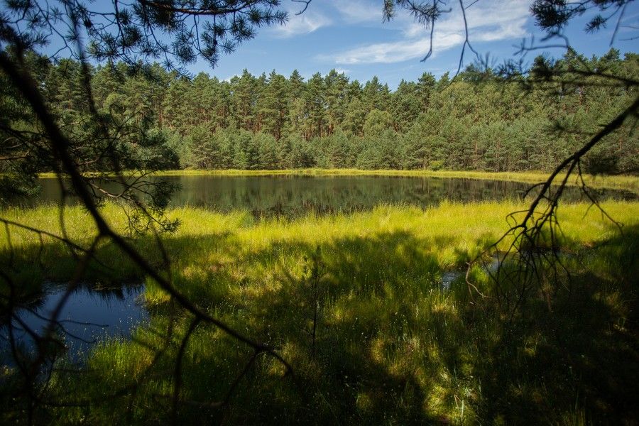 jezioro w otoczeniu lasów