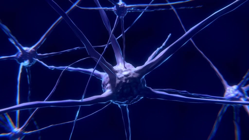 Połączenia nerwowe w mózgu.