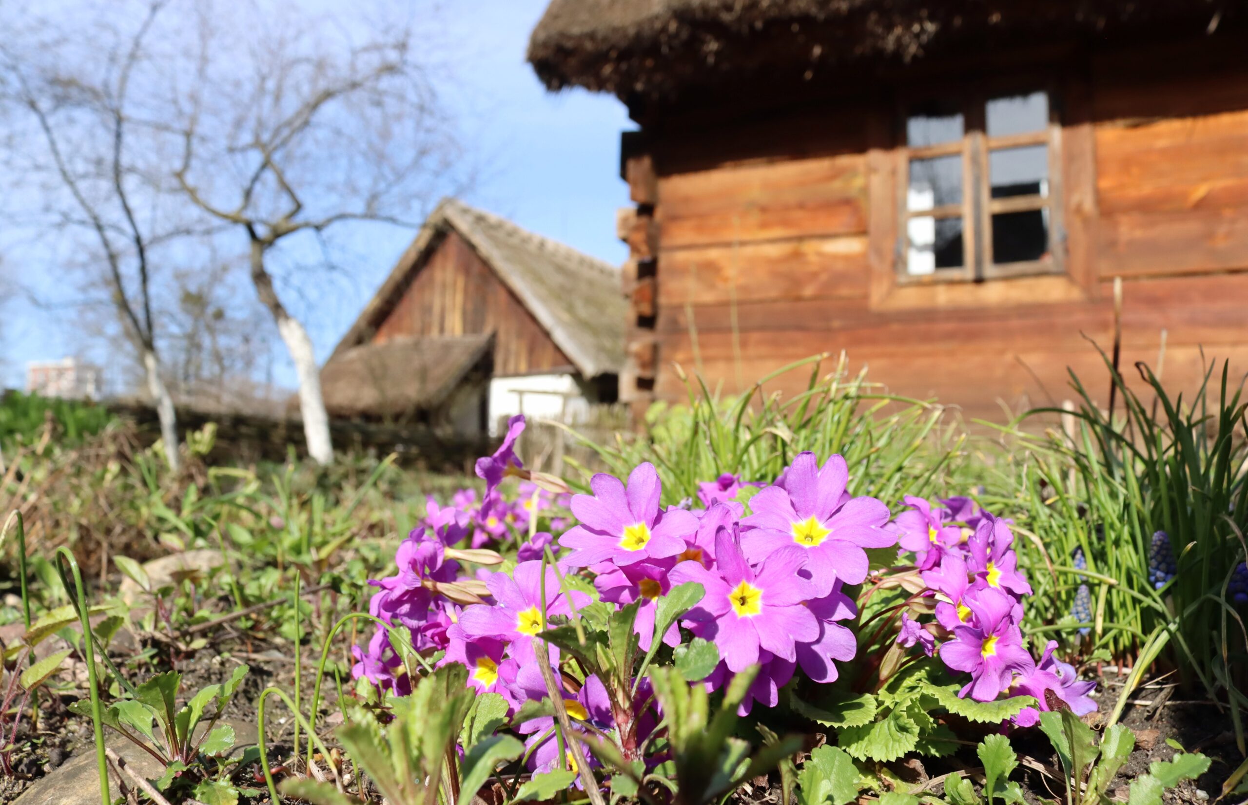 Kwitnące kwiaty w rabatce przed drewnianymi chatami.