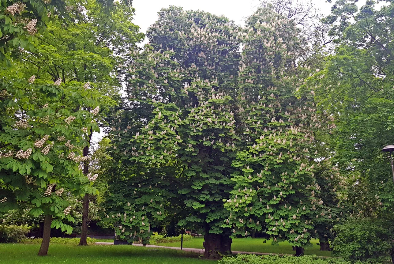 Duży kwitnący kasztanowiec w otoczeniu innych drzew w parku.